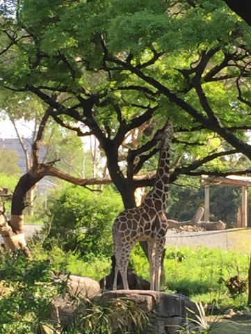 動物園2